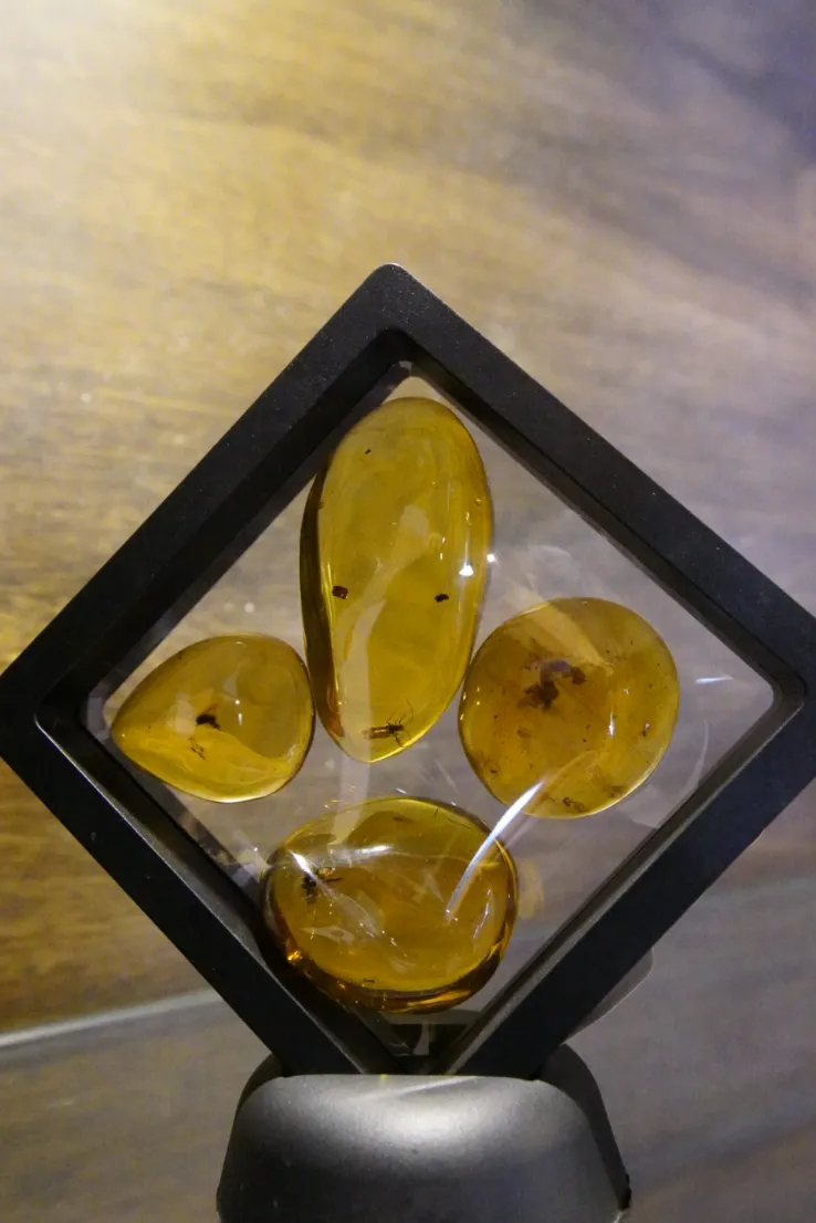 fossil dominican amber